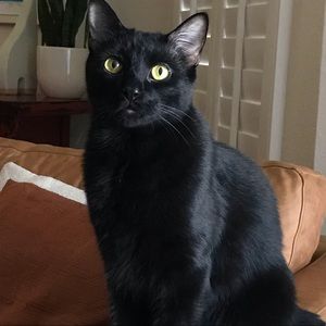 Meet your Posher, Hareem